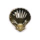 BAPTISM SHELL